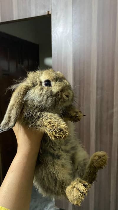 holand lop rabbits