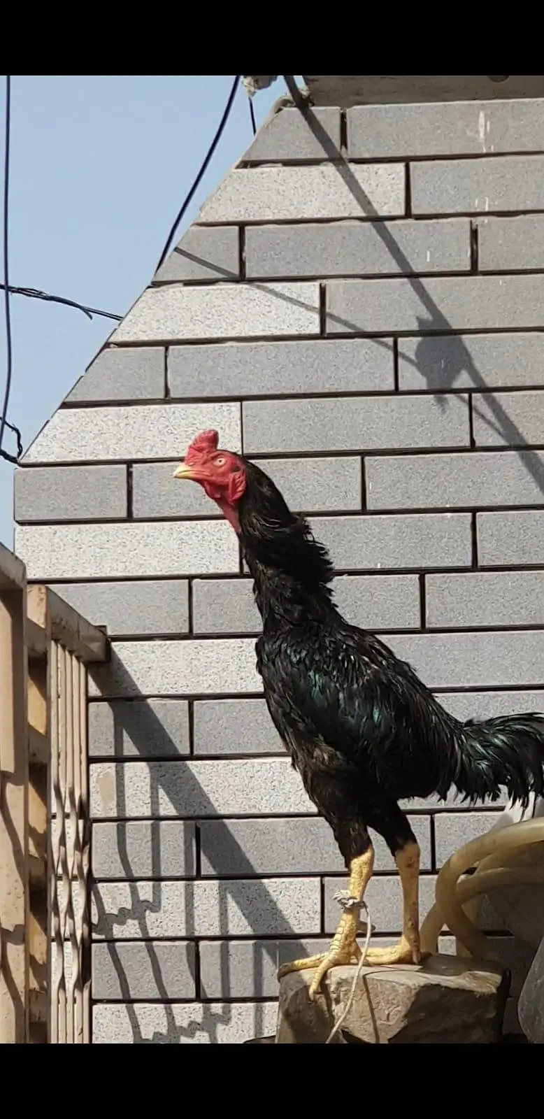 ASEEL LASSANI MUSHKA MALE PURE FOR SELL — photo 3