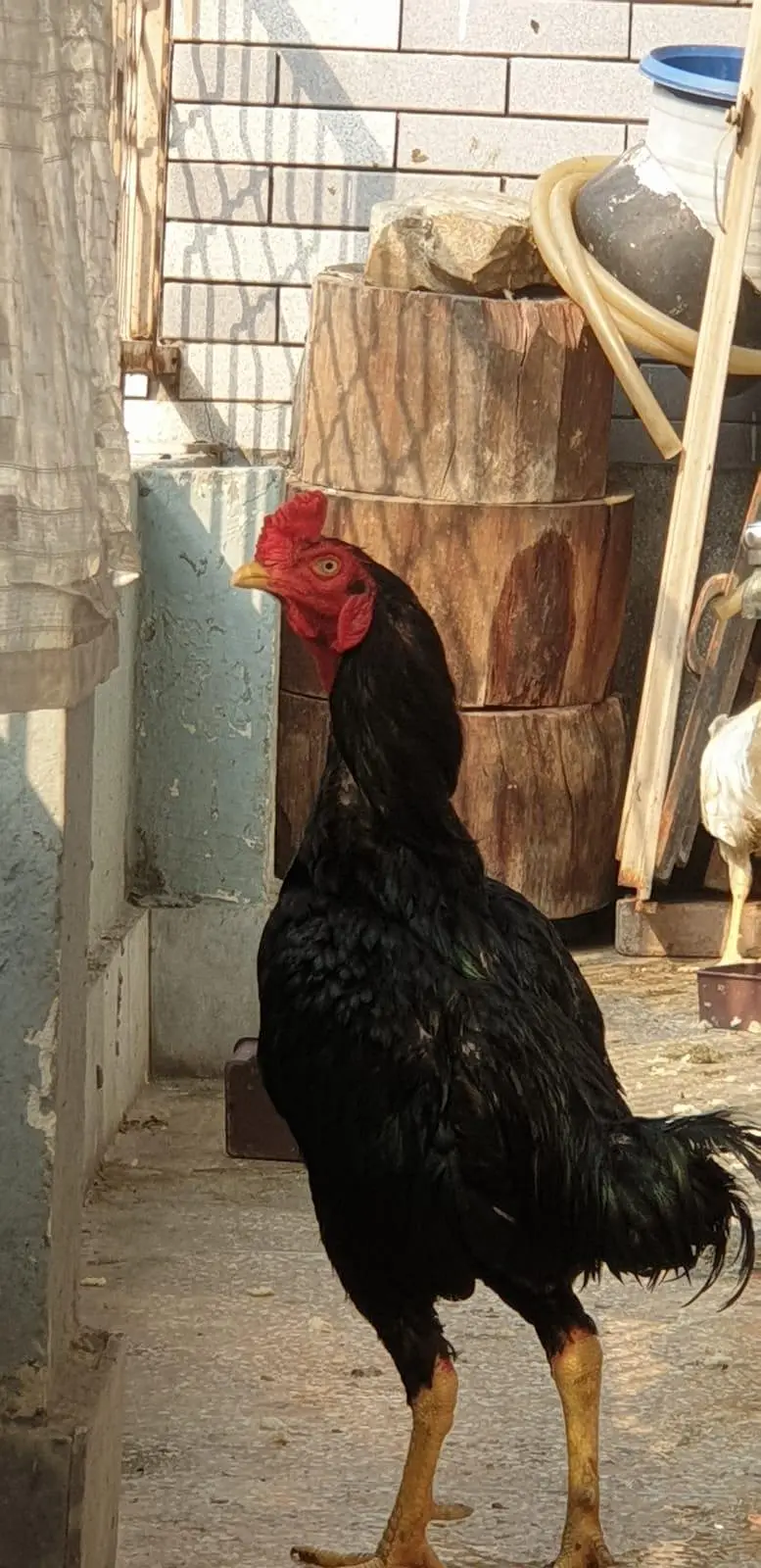 ASEEL LASSANI MUSHKA MALE PURE FOR SELL — photo 4