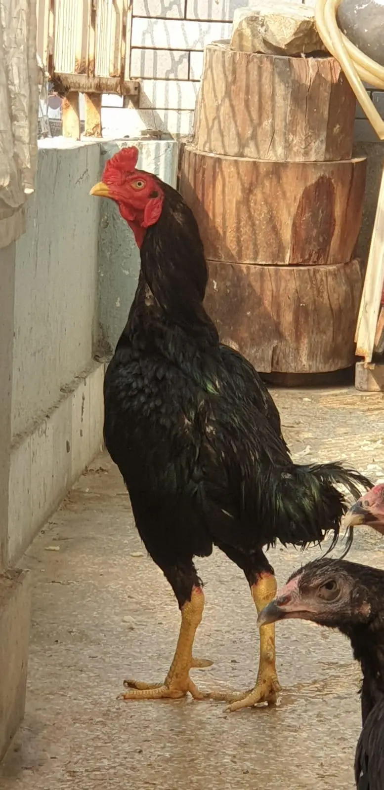 ASEEL LASSANI MUSHKA MALE PURE FOR SELL — photo 5