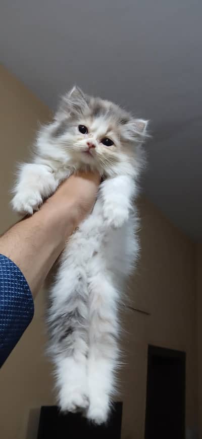 Beautiful Long-Coated Persian Female Kitten for Sale 03002904275