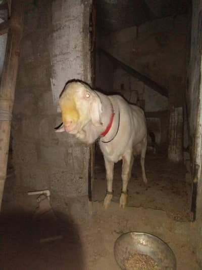 price me kami peshi ho jay gi rajanpuri gulabi Bakra for sale
