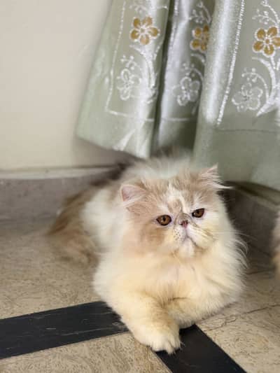 Peke Male
