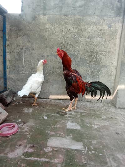 Pure Aseel Shamo Pair | Japanese Lakha Male & White German Shamo