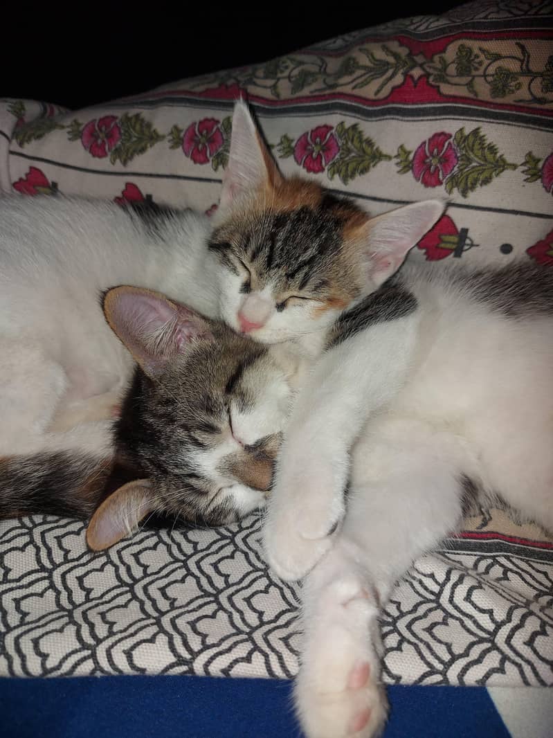 Kittens for Adoption 3