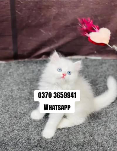 Persian Female kitten for sale