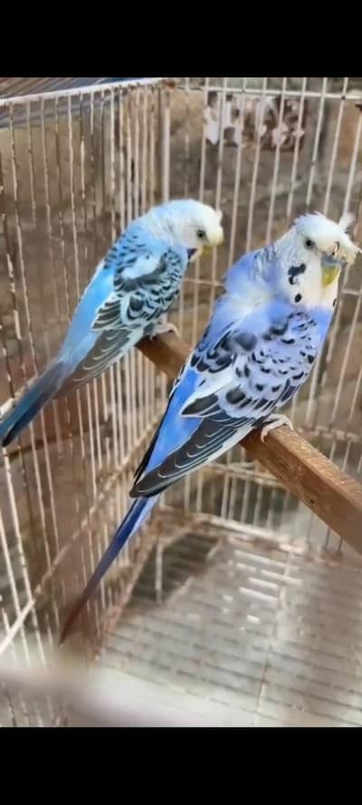 Hogoromo and budgies