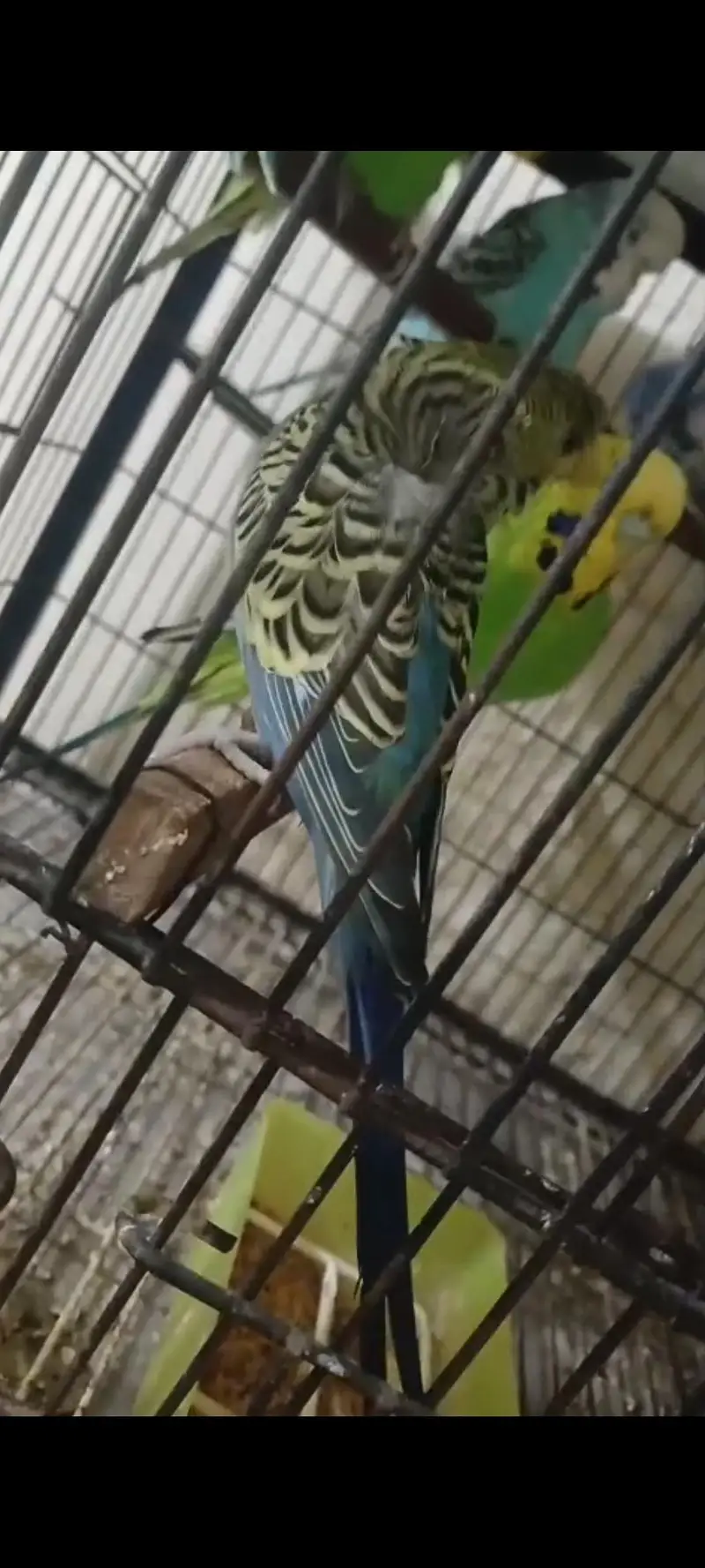 Hogoromo and budgies — photo 2