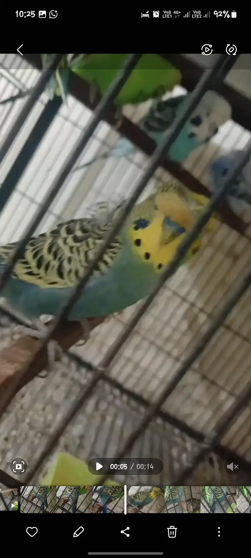 Hogoromo and budgies — photo 3
