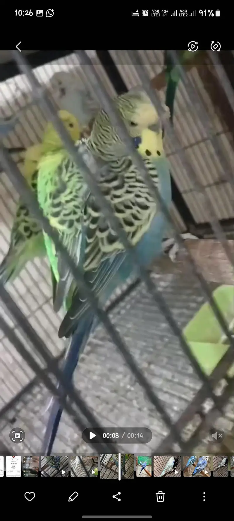 Hogoromo and budgies — photo 4