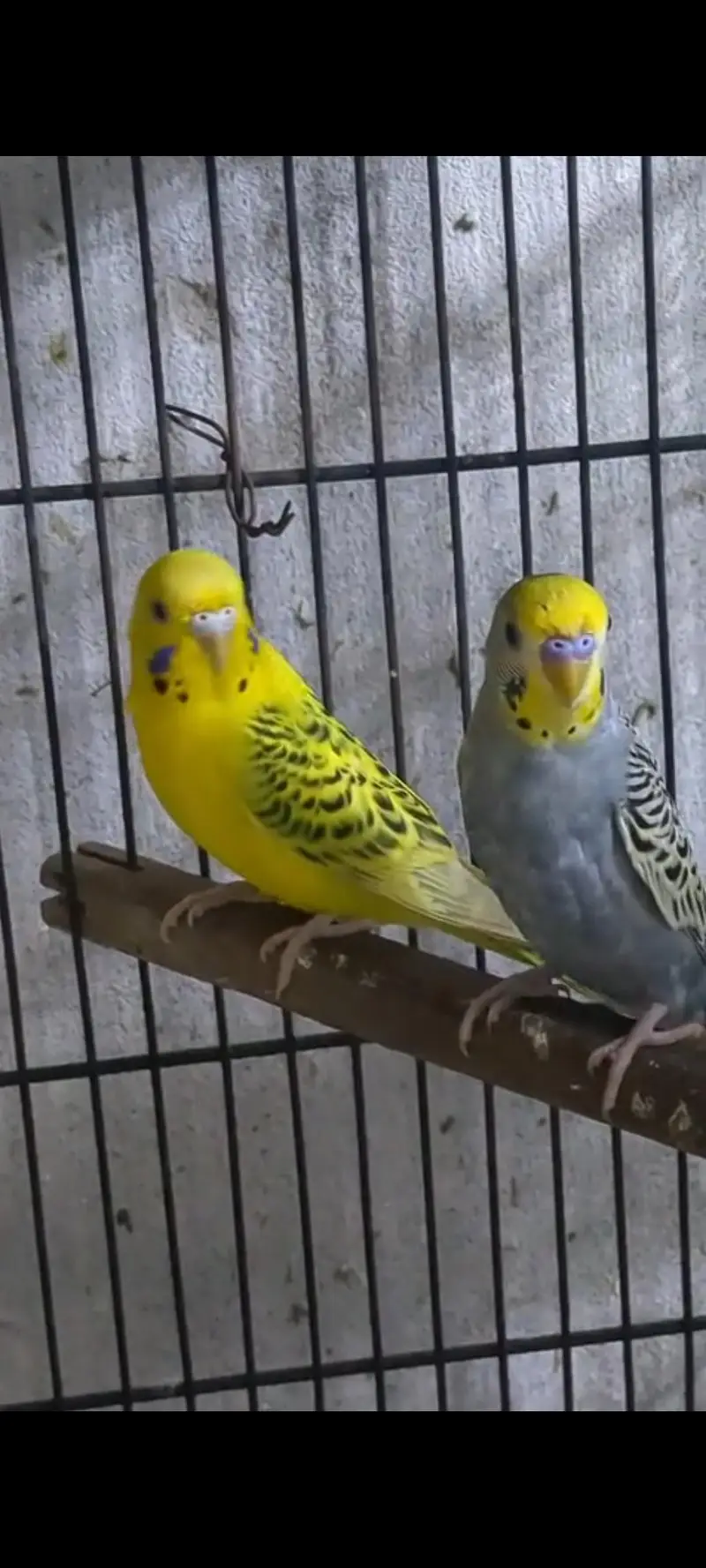 Hogoromo and budgies — photo 5