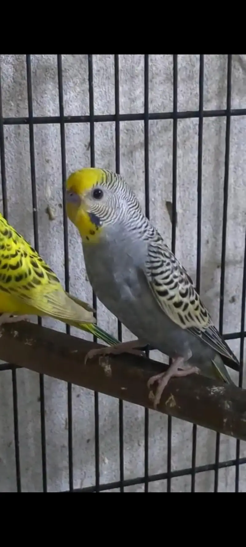 Hogoromo and budgies — photo 6
