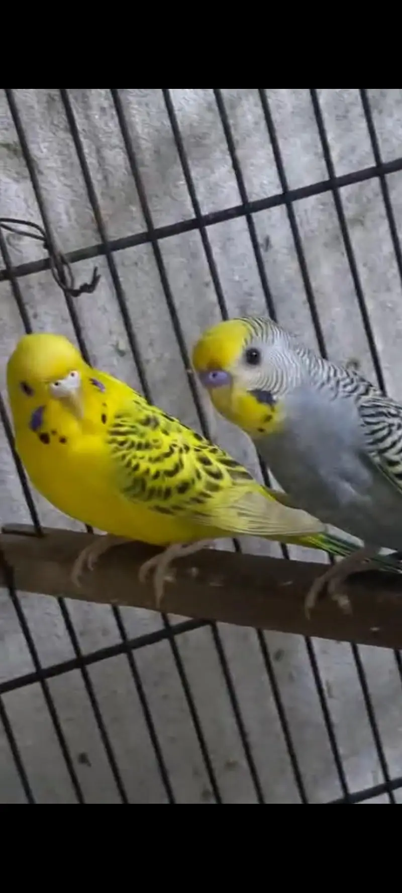 Hogoromo and budgies — photo 7