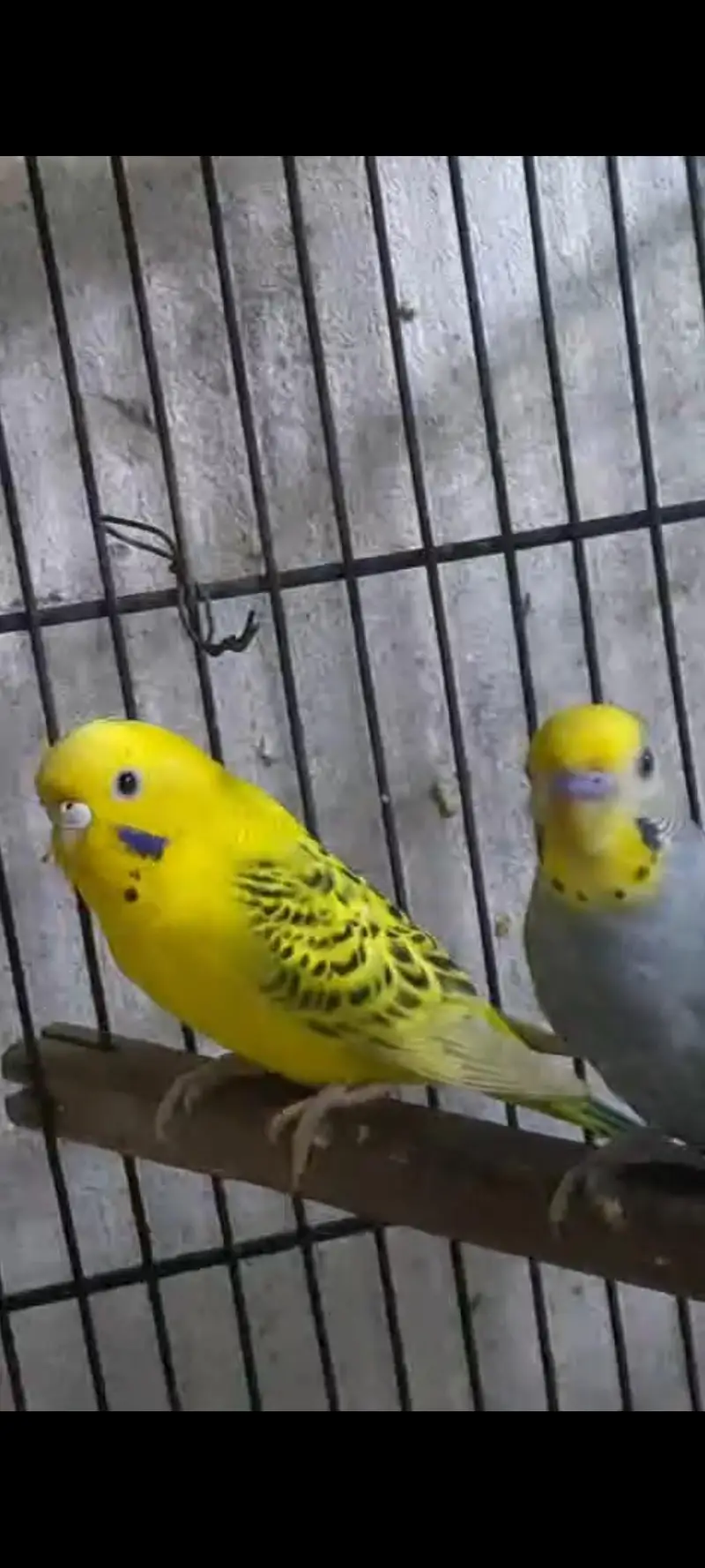 Hogoromo and budgies — photo 8