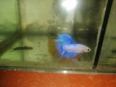 betta fish available different color contact mev