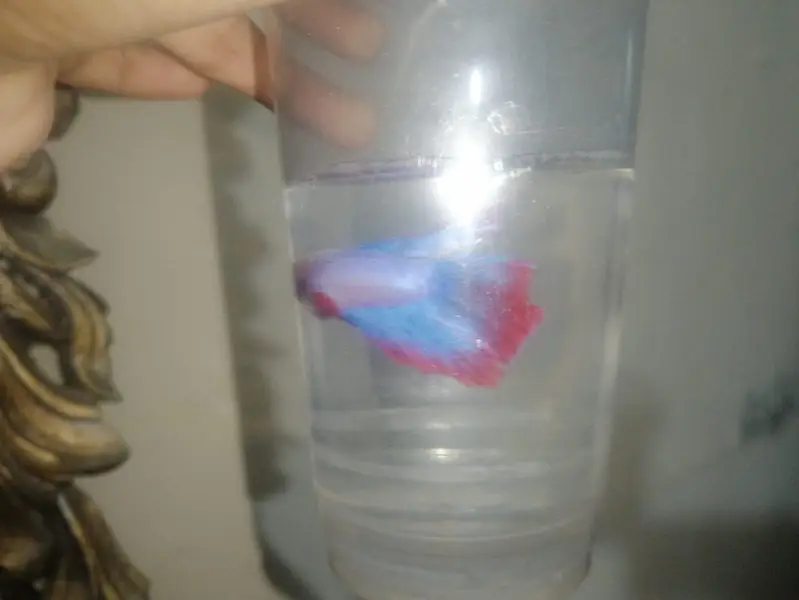 betta fish available different color contact mev — photo 3