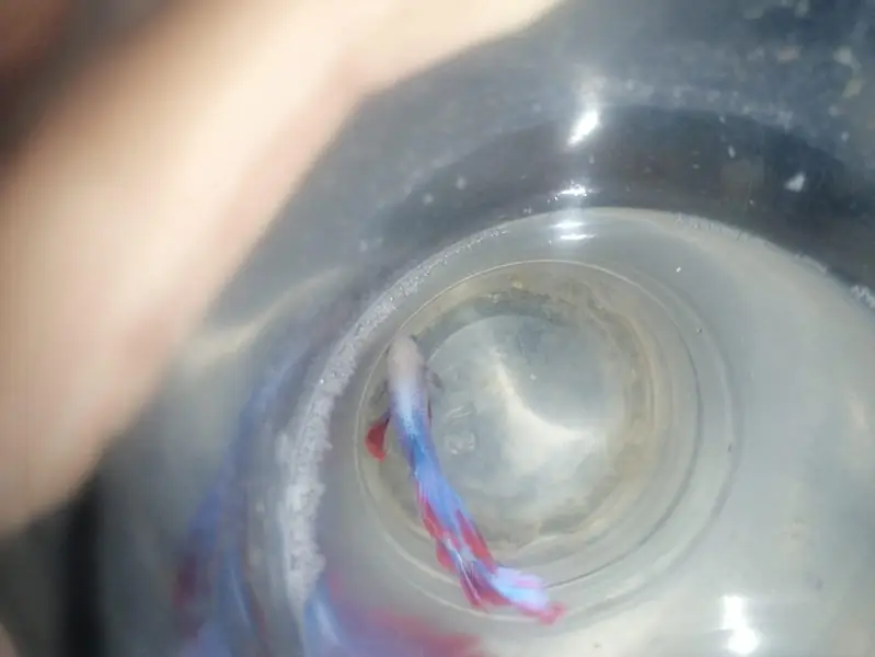 betta fish available different color contact mev — photo 4