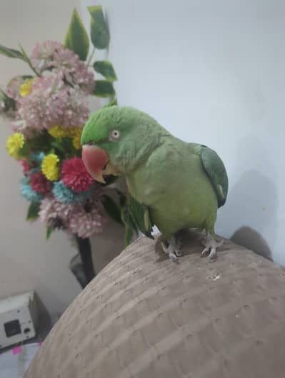 Raw female