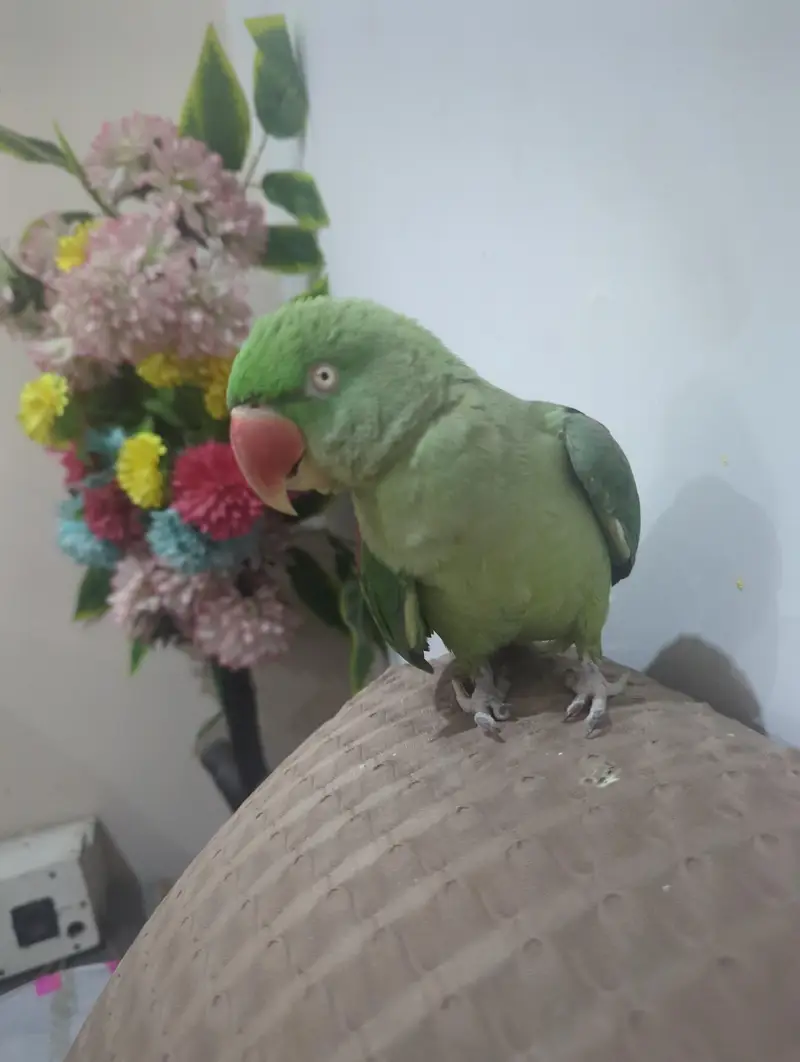 Raw female
