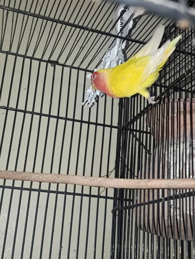 lotino female