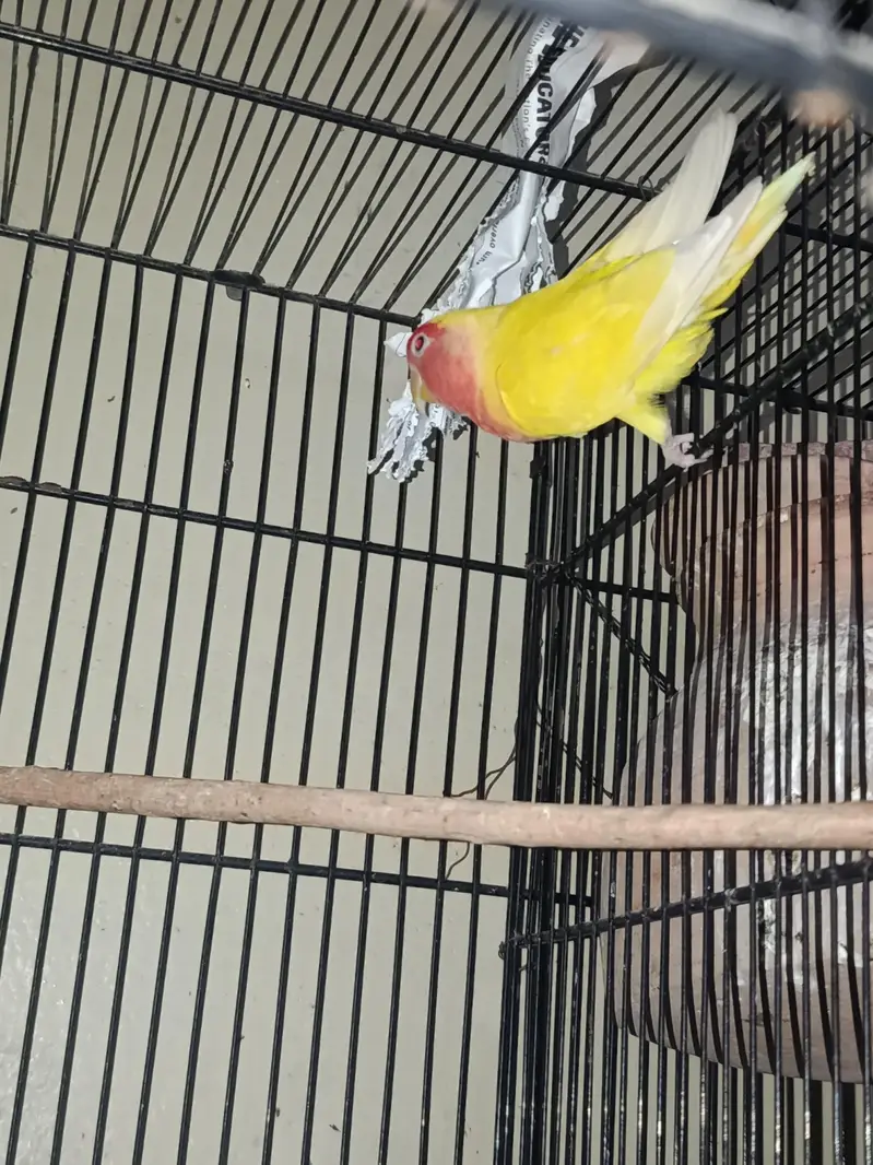 lotino female
