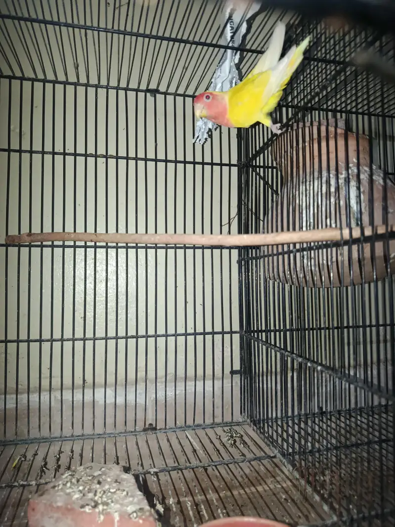 lotino female — photo 2