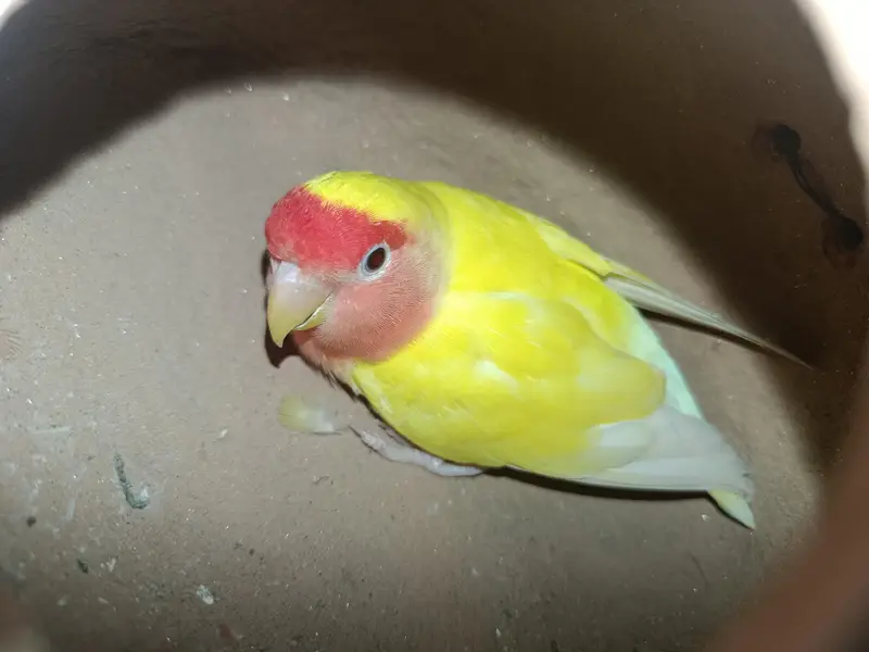 lotino female — photo 3