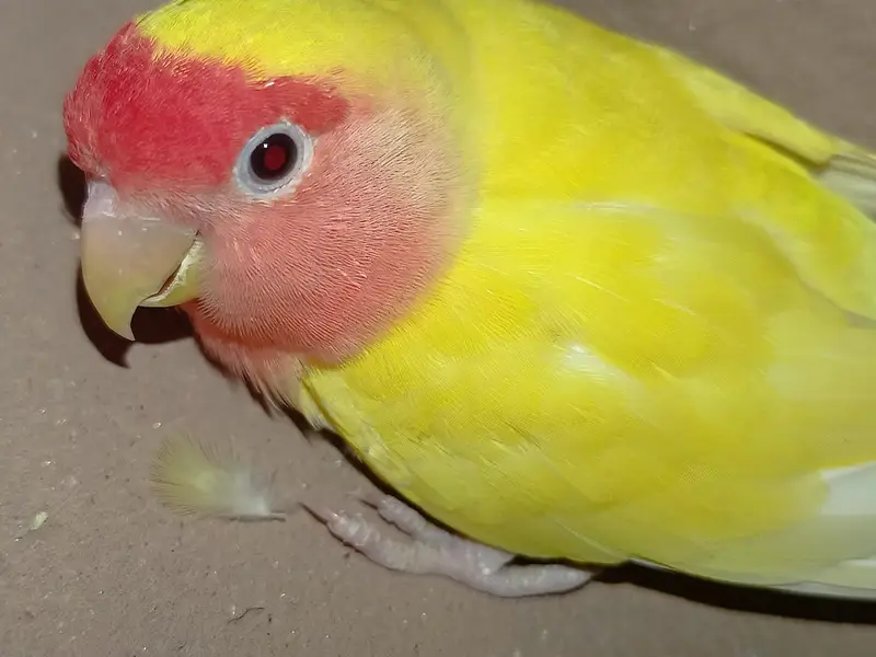 lotino female — photo 4