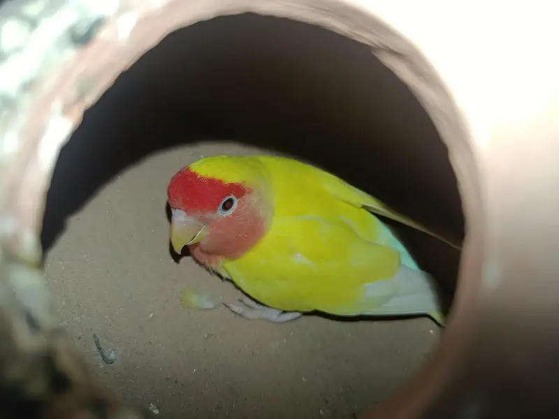 lotino female — photo 5