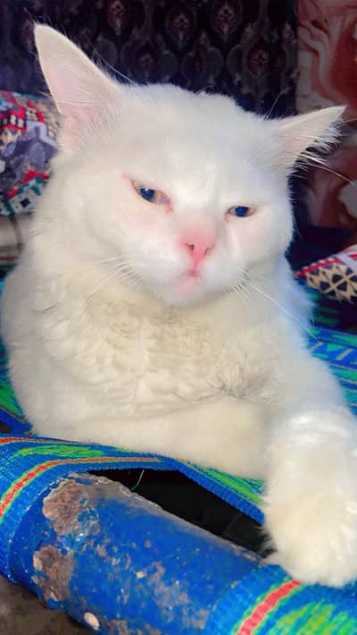 Persian male cat for sale double coat