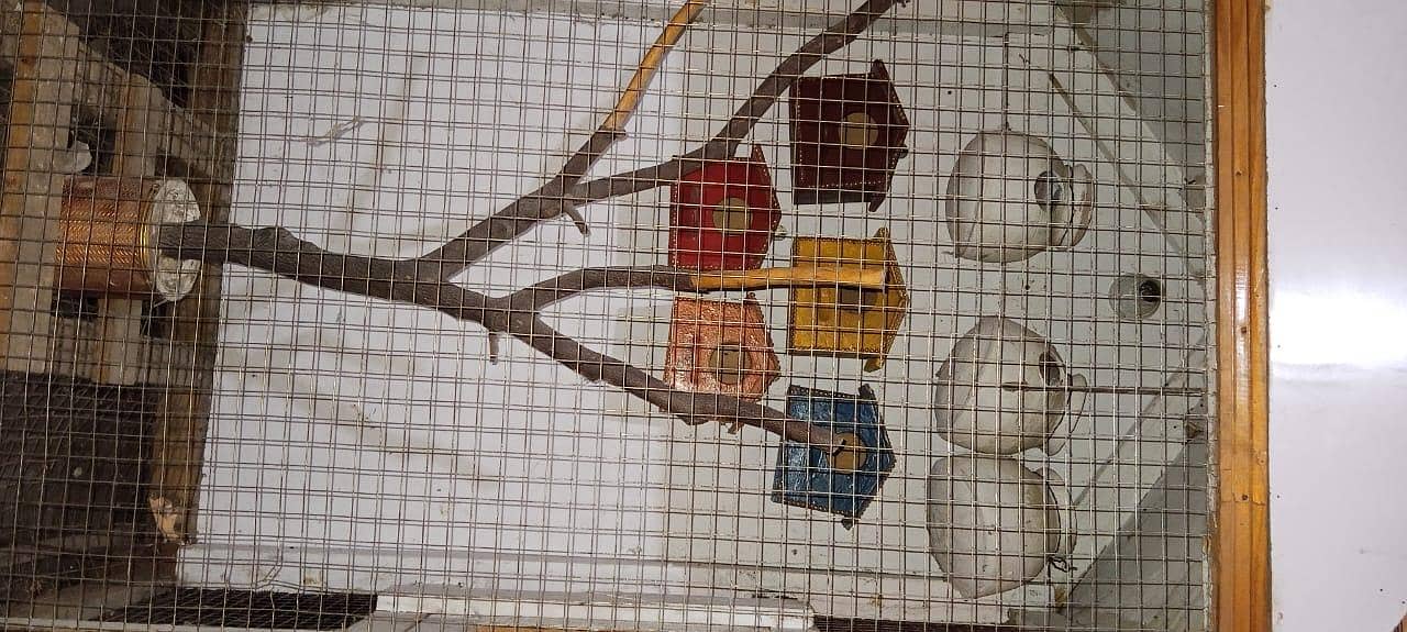 parrot cage 3