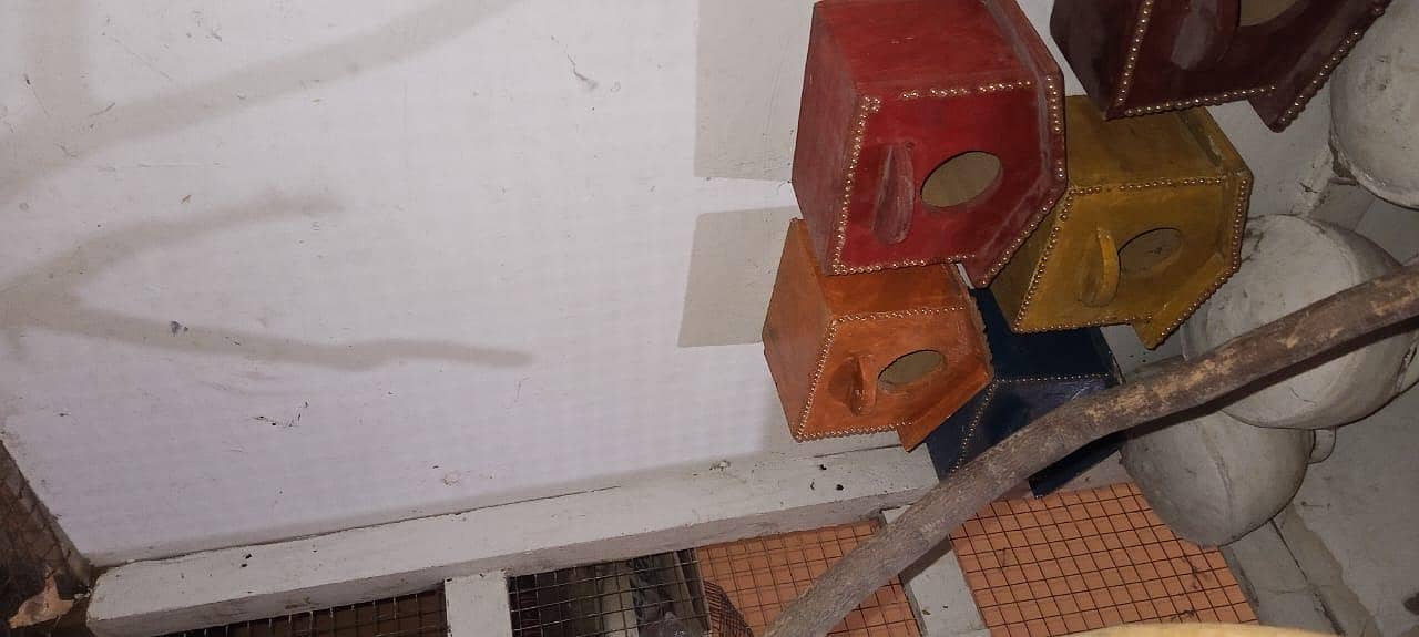 parrot cage 4