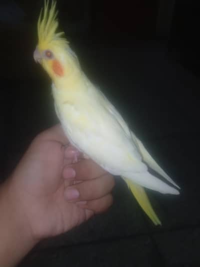 common white and pearl cocktail chicks Avalible