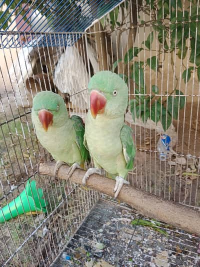 raw parrot
