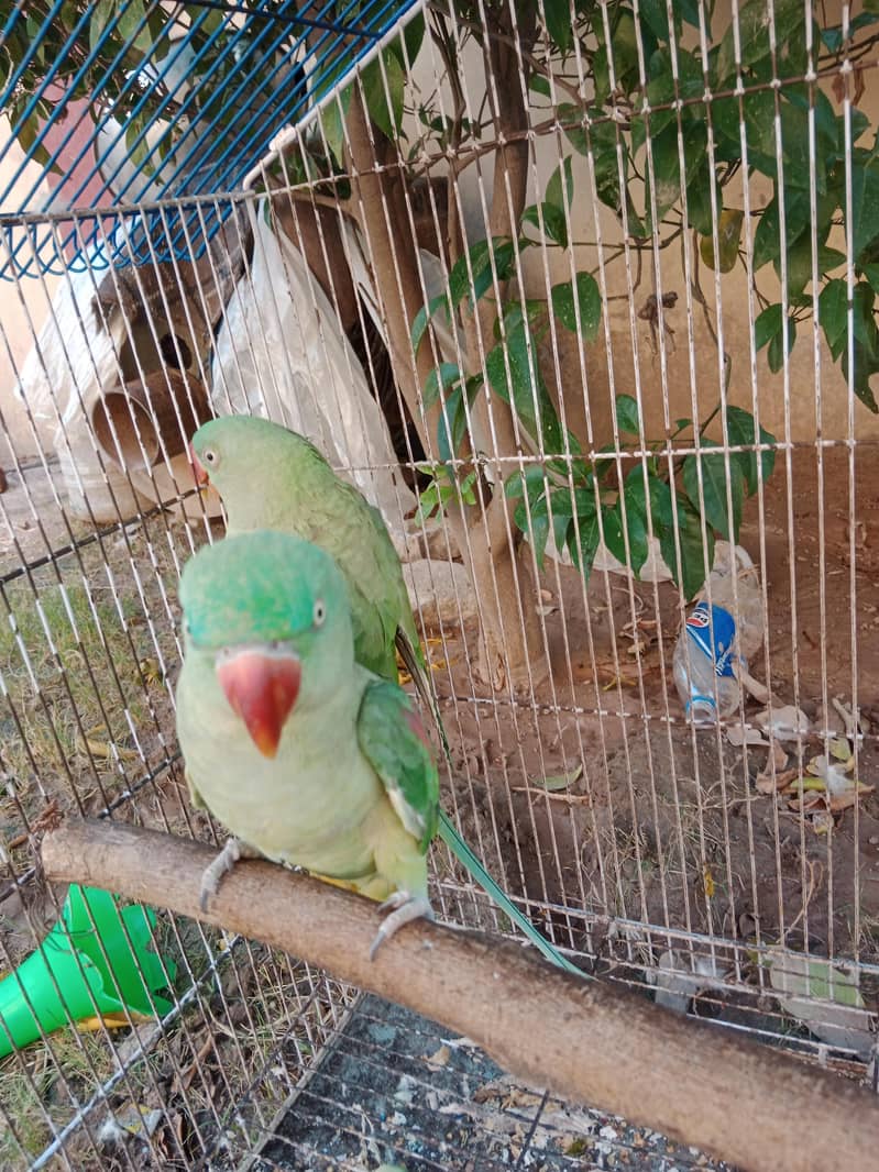 raw parrot 1