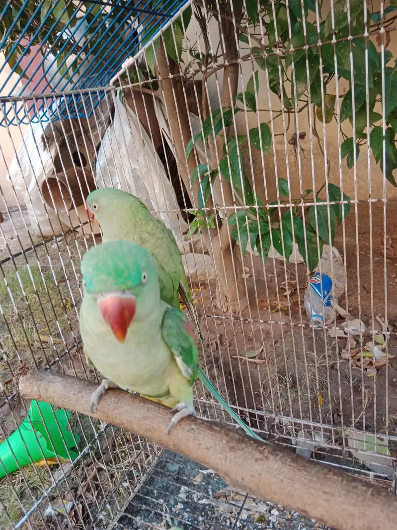 raw parrot — photo 2
