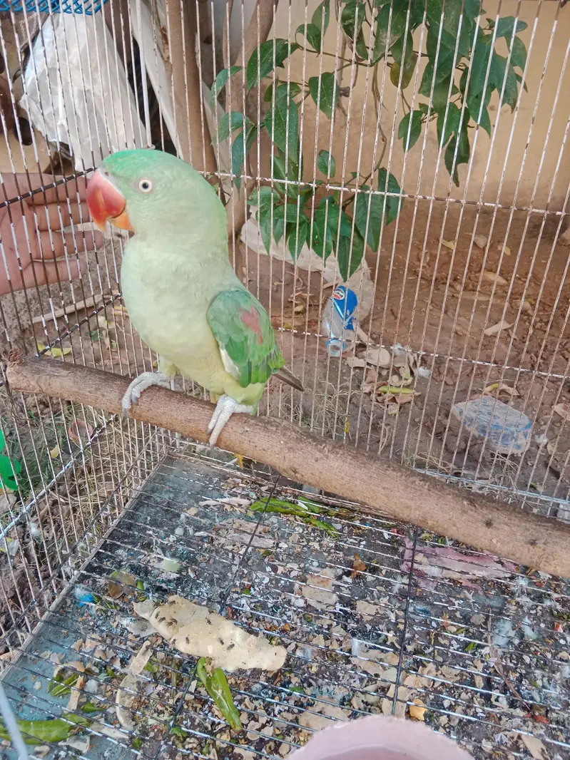raw parrot — photo 3