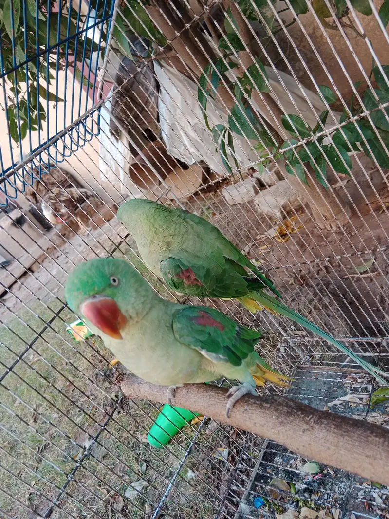 raw parrot — photo 4