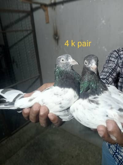 teddy pair for sell contacts 03113107066