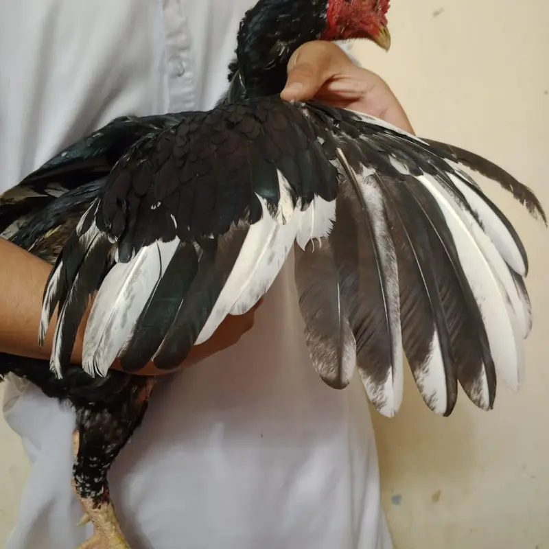 china aseel — photo 4