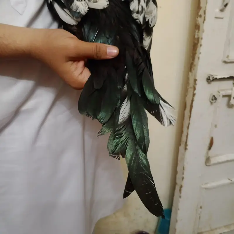 china aseel — photo 5
