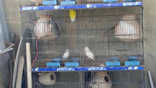 mix lovebirds