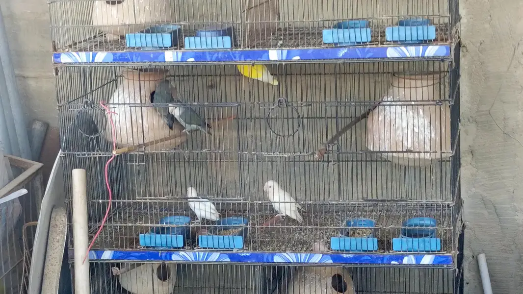 mix lovebirds — photo 2