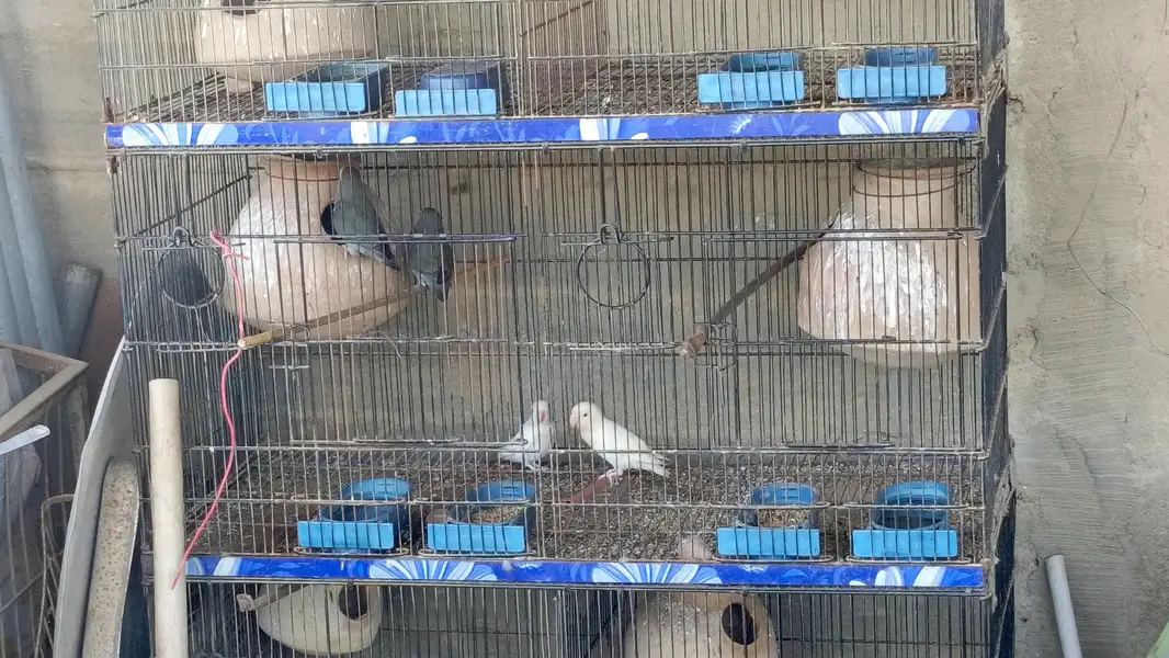 mix lovebirds — photo 3