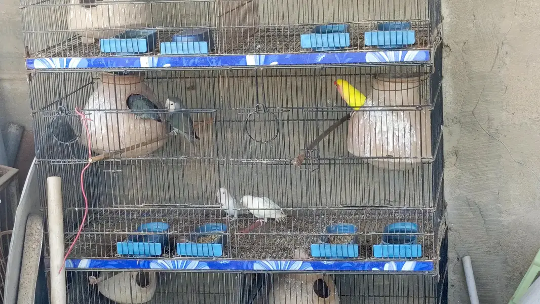 mix lovebirds — photo 4
