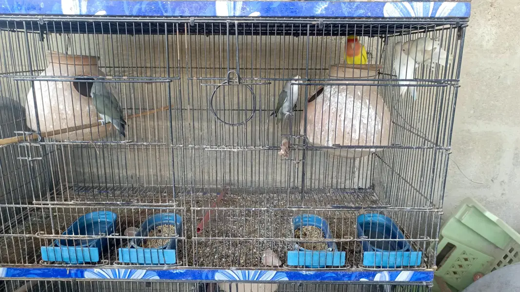 mix lovebirds — photo 5