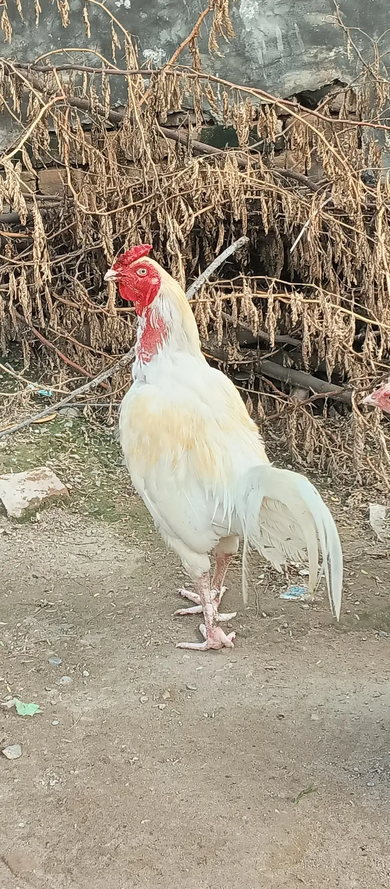 heera aseel