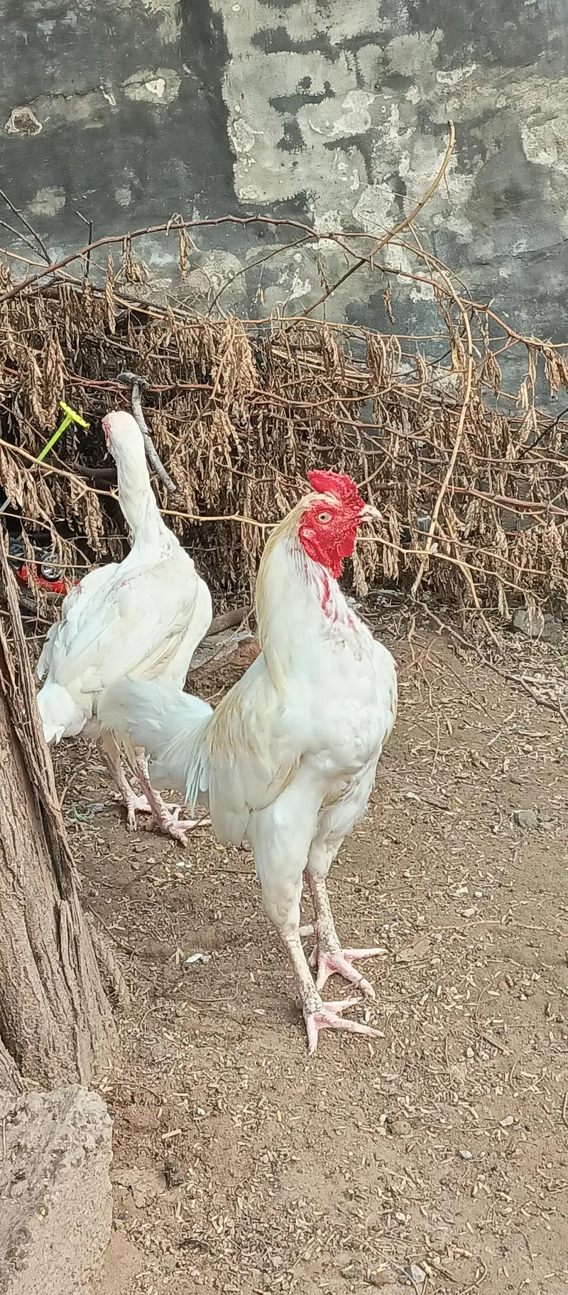 heera aseel — photo 2