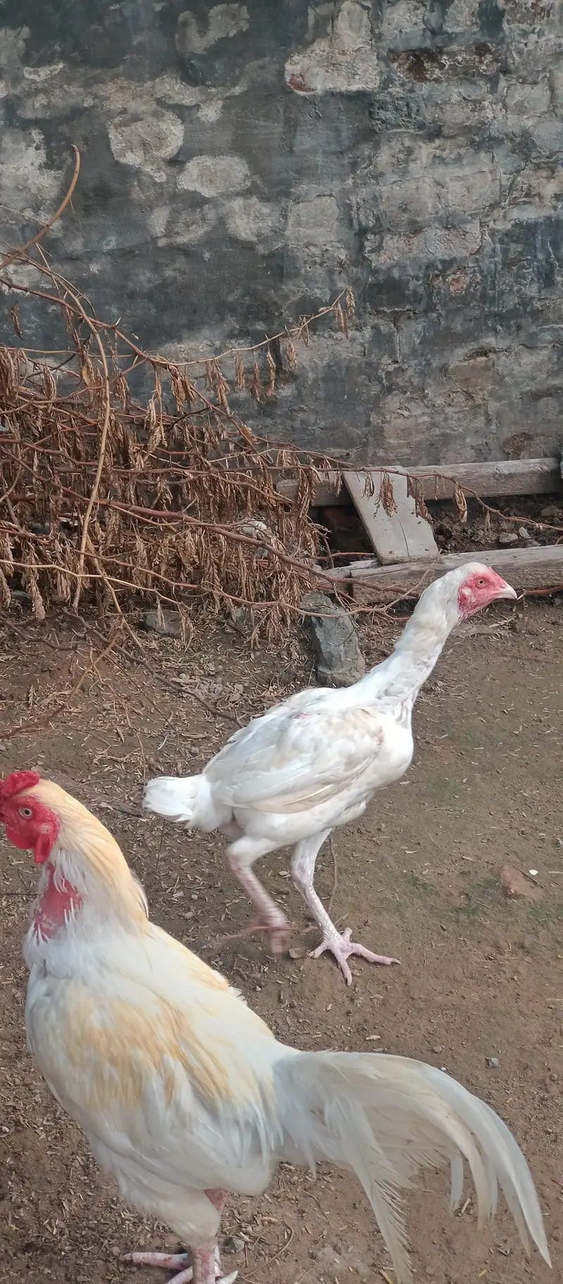 heera aseel — photo 4
