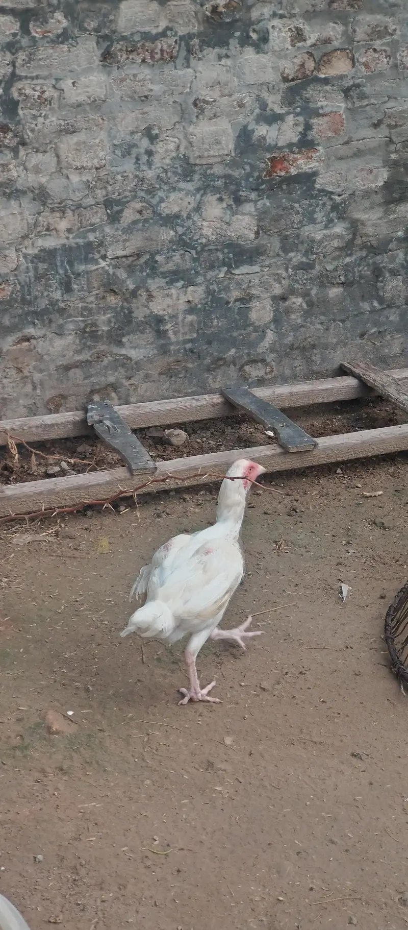 heera aseel — photo 5